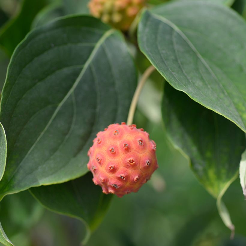Cornus kousa Galilean (Cosecha)