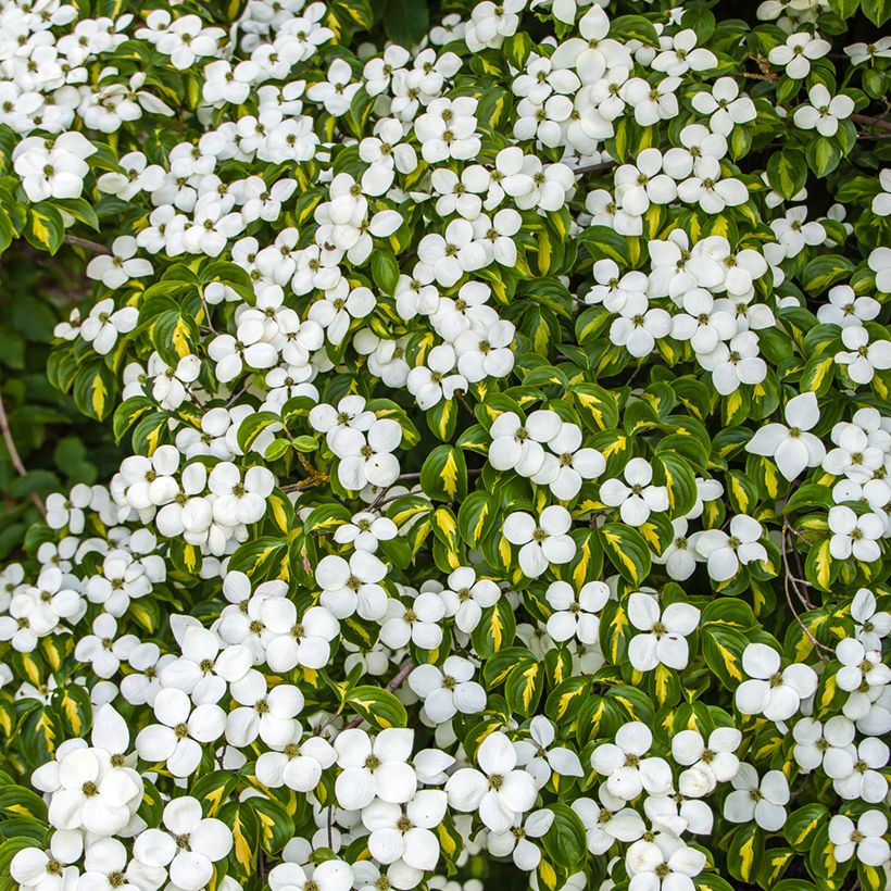 Cornus kousa Gold Star (Floración)