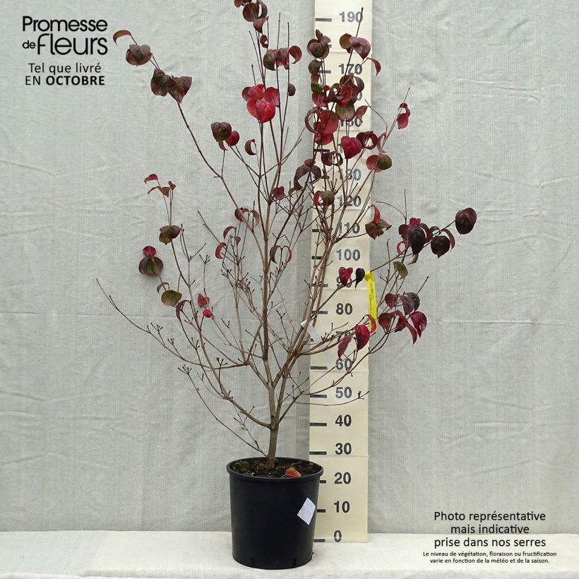 Ejemplar de Cornus kousa Heart Throb Maceta 18L/20L entregado en otoño