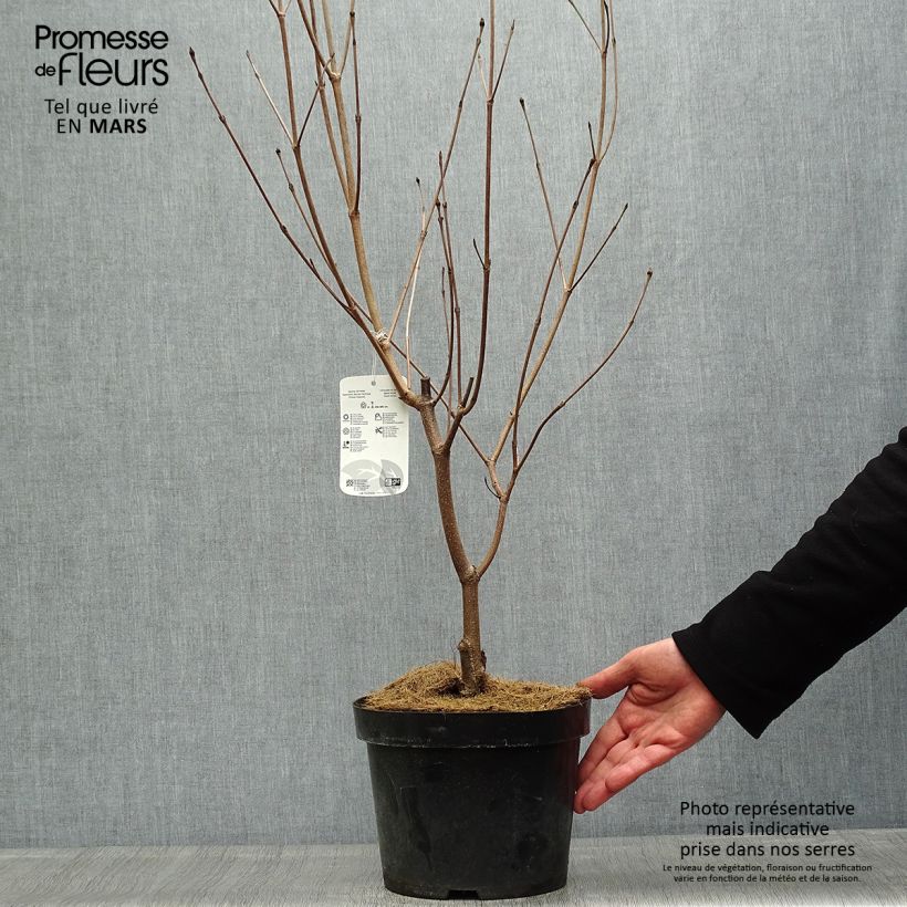 Cornus kousa Milky Way Maceta 4L/5LAltura de entrega aprox. 100cm Ejemplar entregado en la primavera