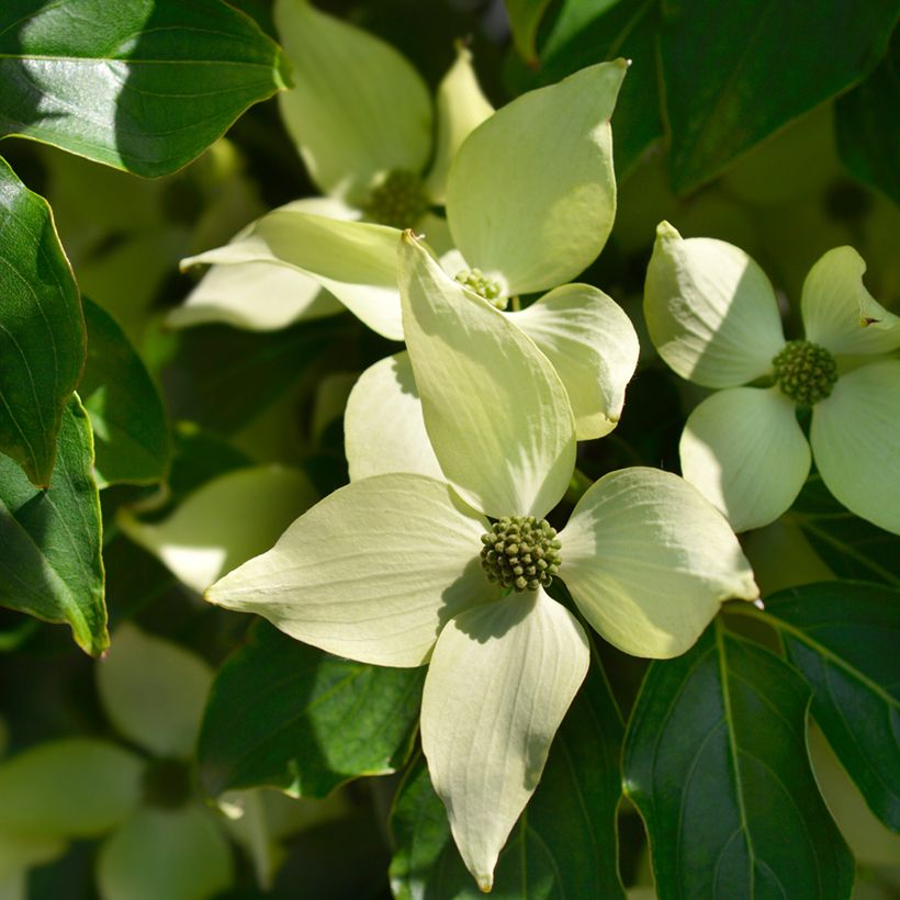 Cornus kousa Roberts Select (Floración)