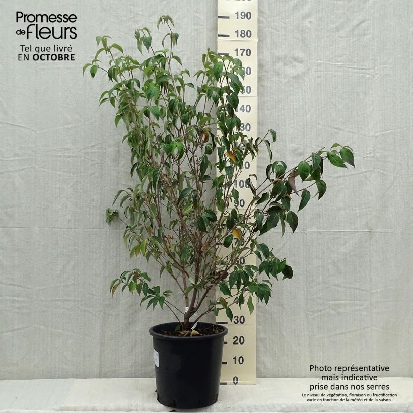 Ejemplar de Cornus kousa Roberts Select Maceta 20L/25L entregado en otoño