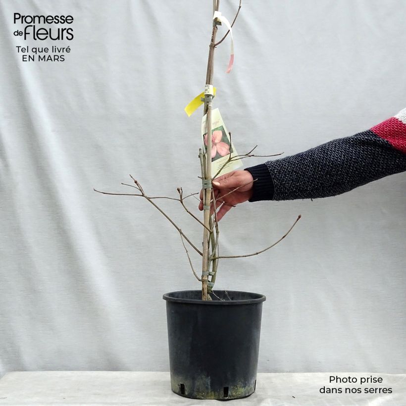 Cornus kousa Rosy Teacups - Cornouiller du Japon Pot de 7,5L/10L Ejemplar entregado en la primavera