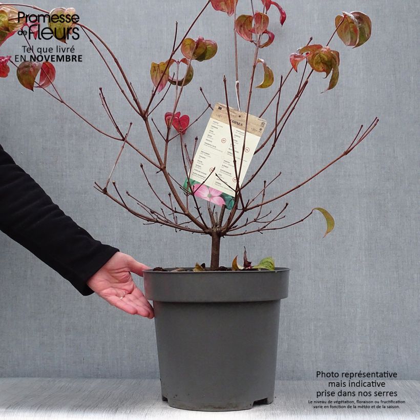 Ejemplar de Cornus kousa Satomi Maceta 7,5L/10L entregado en otoño