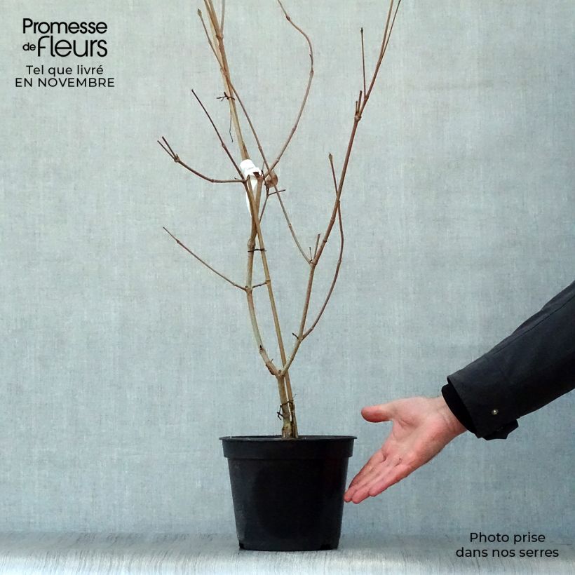 Ejemplar de Cornus kousa Satomi Maceta 4L/5L entregado en otoño