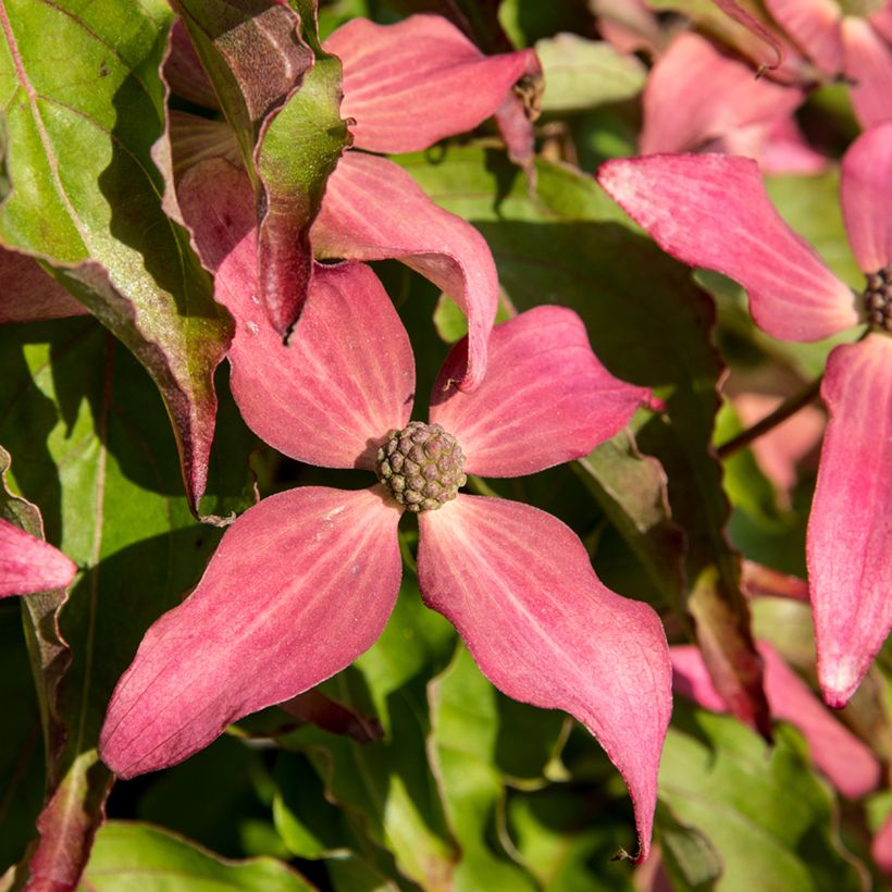 Cornus kousa Scarlet Fire (Floración)