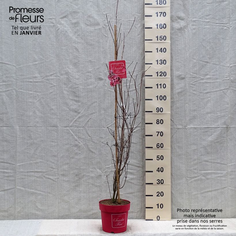 Cornus kousa Scarlet Fire Maceta 7,5L/10L Ejemplar entregado en invierno