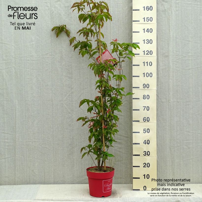 Cornus kousa Scarlet Fire - Cornouiller du Japon Pot de 7,5L/10LHauteur livrée env. 80cm Ejemplar entregado en la primavera