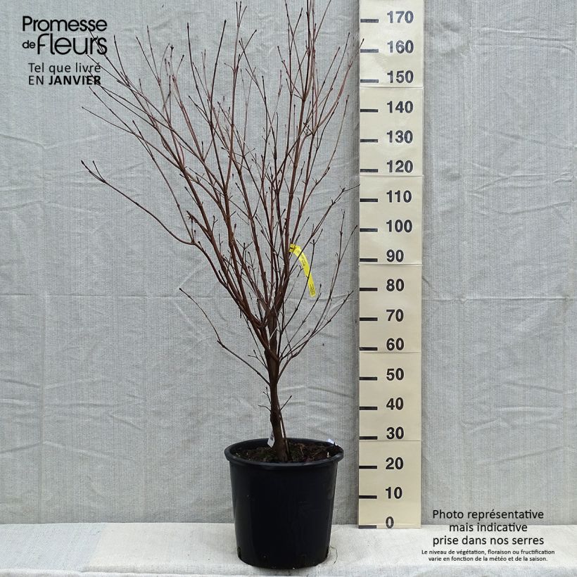 Cornus kousa Teutonia Maceta 18L/20L Ejemplar entregado en invierno
