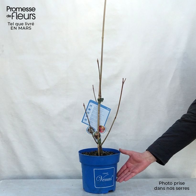 Cornus Venus Maceta 6L/7L Ejemplar entregado en la primavera