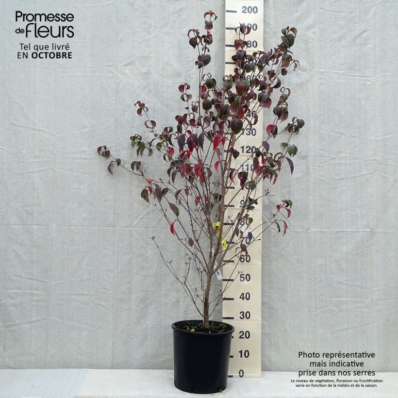 Ejemplar de Cornus kousa Wieting's Select Maceta 18L/20L entregado en otoño