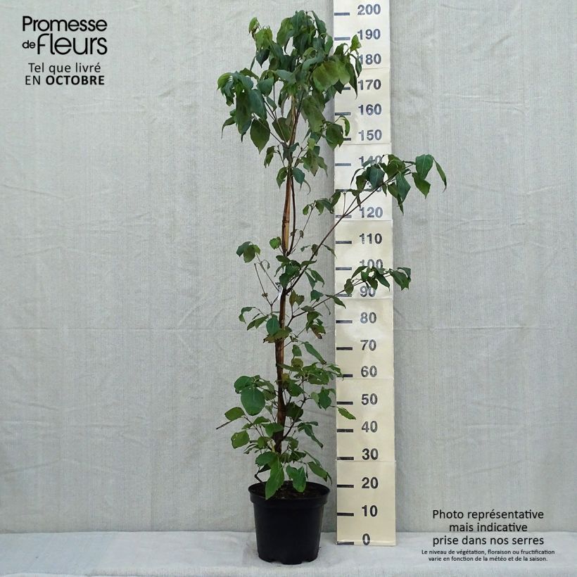 Ejemplar de Cornus kousa subsp. chinensis Great Star Maceta 7,5L/10L entregado en otoño