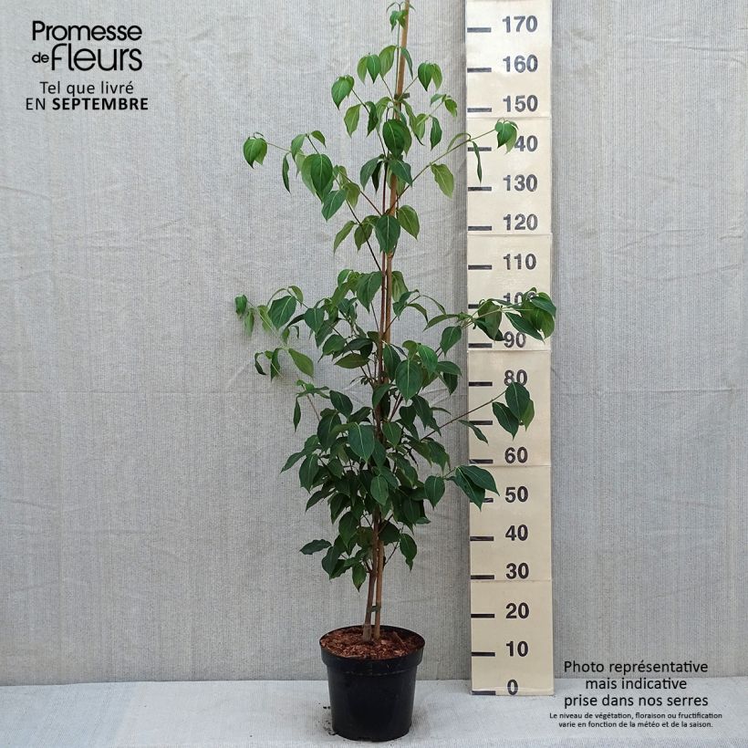 Ejemplar de Cornus kousa subsp. chinensis Great Star Maceta 7,5L/10LAltura de entrega aprox. 120/150cm entregado en verano