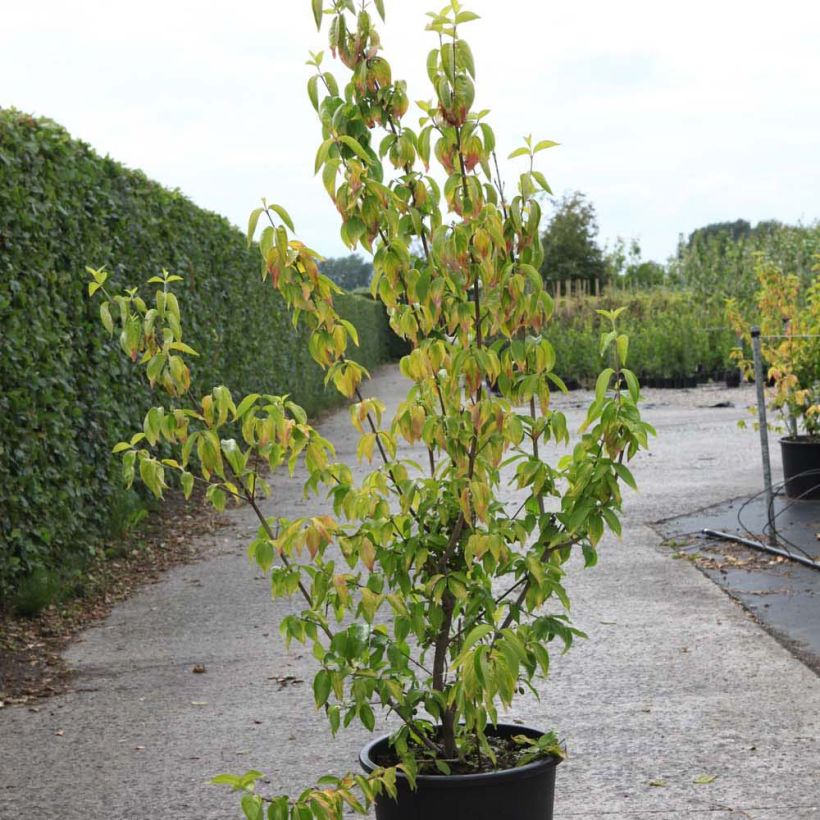 Cornejo macho Aurea - Cornus mas (Porte)
