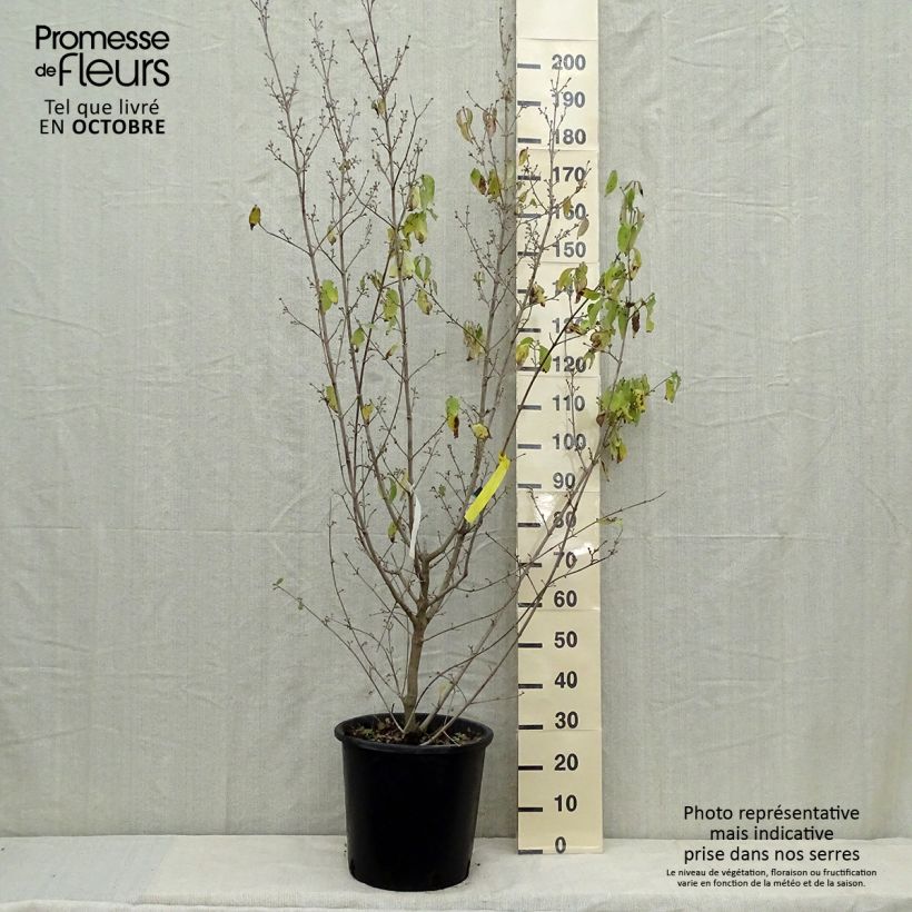 Ejemplar de Cornejo macho Aurea - Cornus mas Maceta 20L/25L entregado en otoño