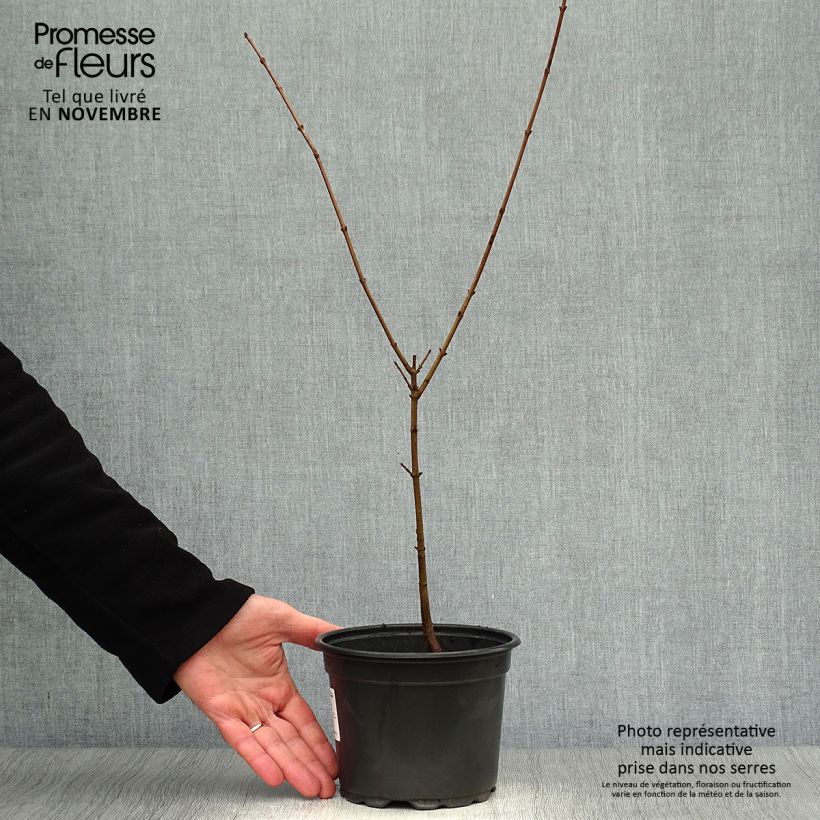 Ejemplar de Cornus mas - Cornejo macho Maceta 2L/3L entregado en otoño