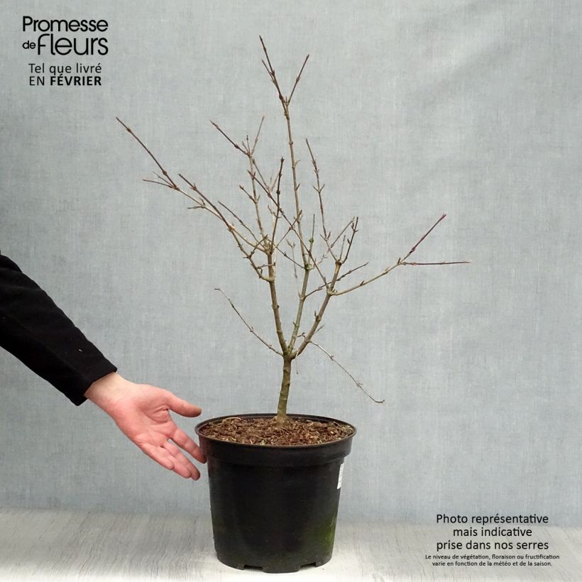Cornus mas - Cornejo macho Maceta 7,5L/10L Ejemplar entregado en invierno
