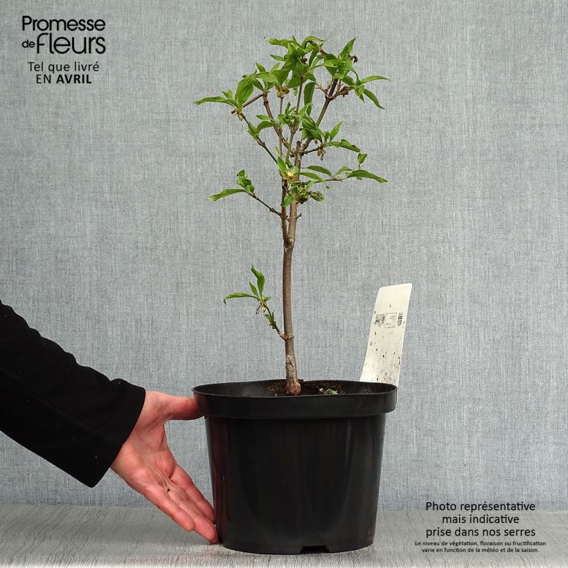 Cornejo macho Jolico - Cornus mas Maceta 3L/4LAltura de entrega aprox. 20/30cm Ejemplar entregado en la primavera