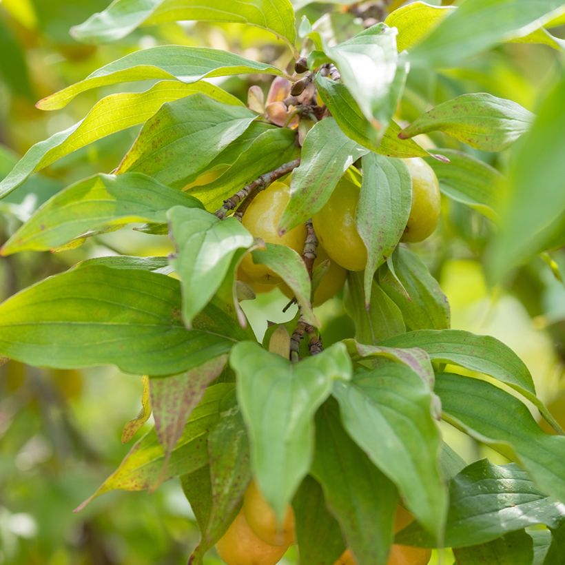Cornejo macho Jolico - Cornus mas (Follaje)