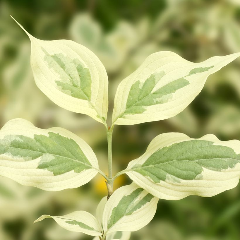 Cornejo macho Variegata - Cornus mas (Follaje)