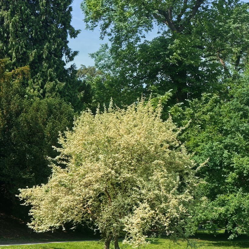 Cornejo macho Variegata - Cornus mas (Porte)