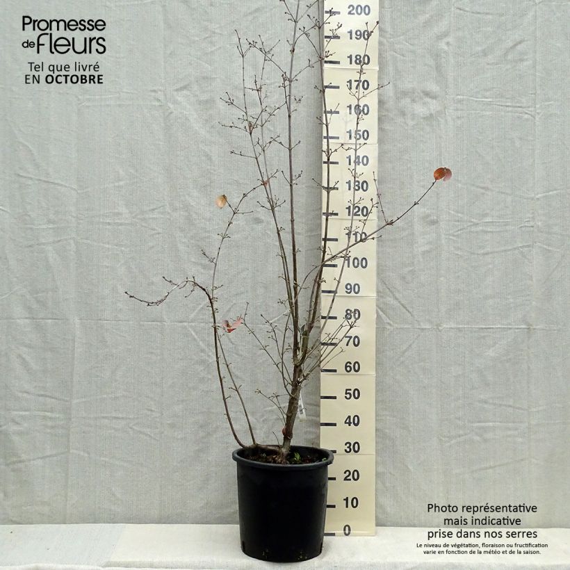 Ejemplar de Cornus officinalis Robin's Pride - Cornejo officinalis Maceta 20L/25L entregado en otoño