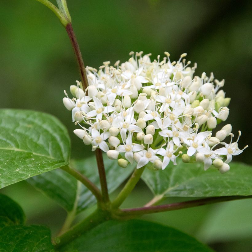 Cornus sanguinea - Cornejo rojo (Floración)
