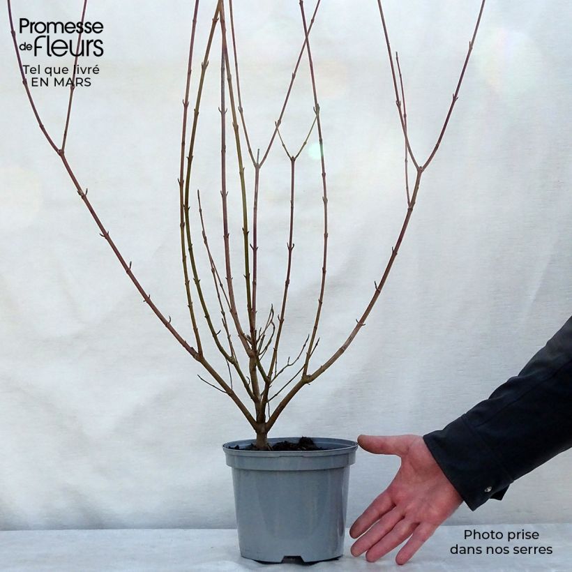 Cornus sanguinea - Cornejo rojo Maceta 2L/3L Ejemplar entregado en la primavera
