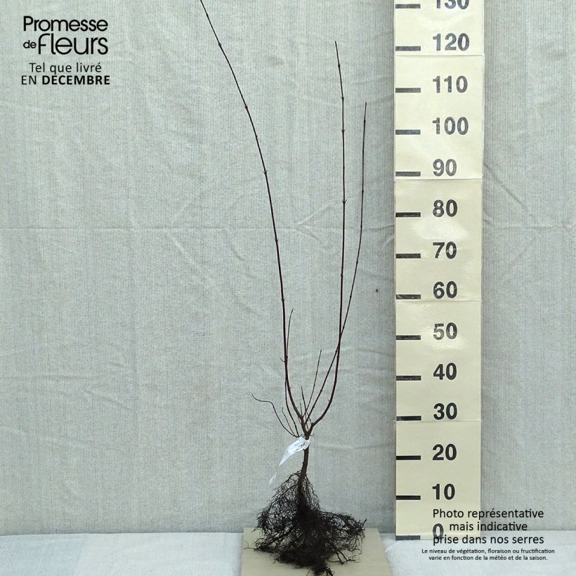Cornus sanguinea - Cornejo rojo Raíces desnudas Ejemplar entregado en invierno