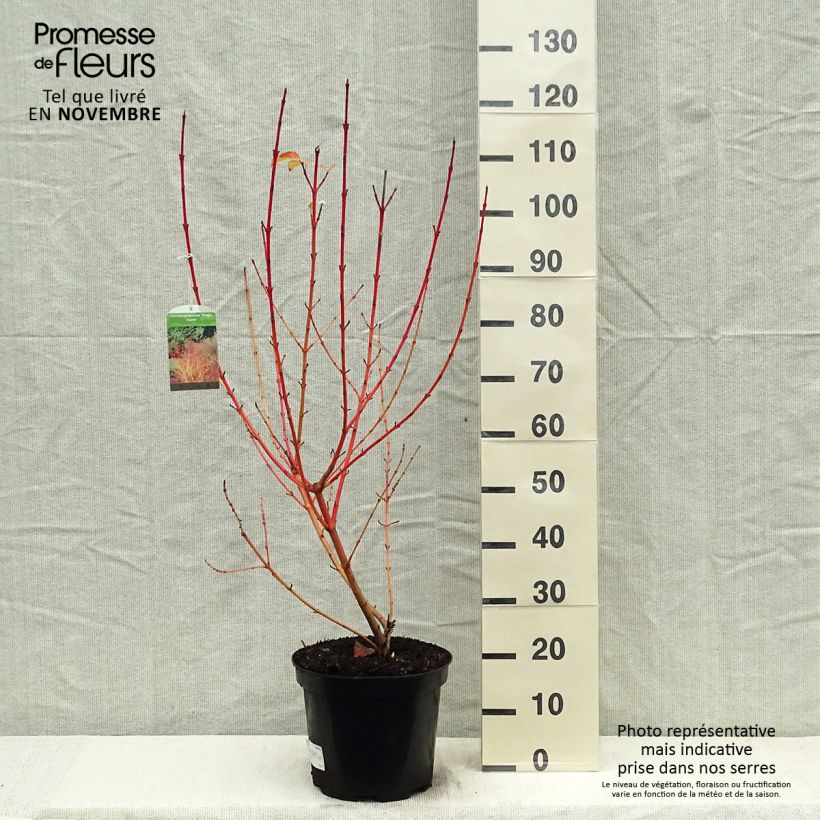 Ejemplar de Cornus sanguinea Magic Flame - Cornejo rojo Maceta 7,5L/10L entregado en otoño