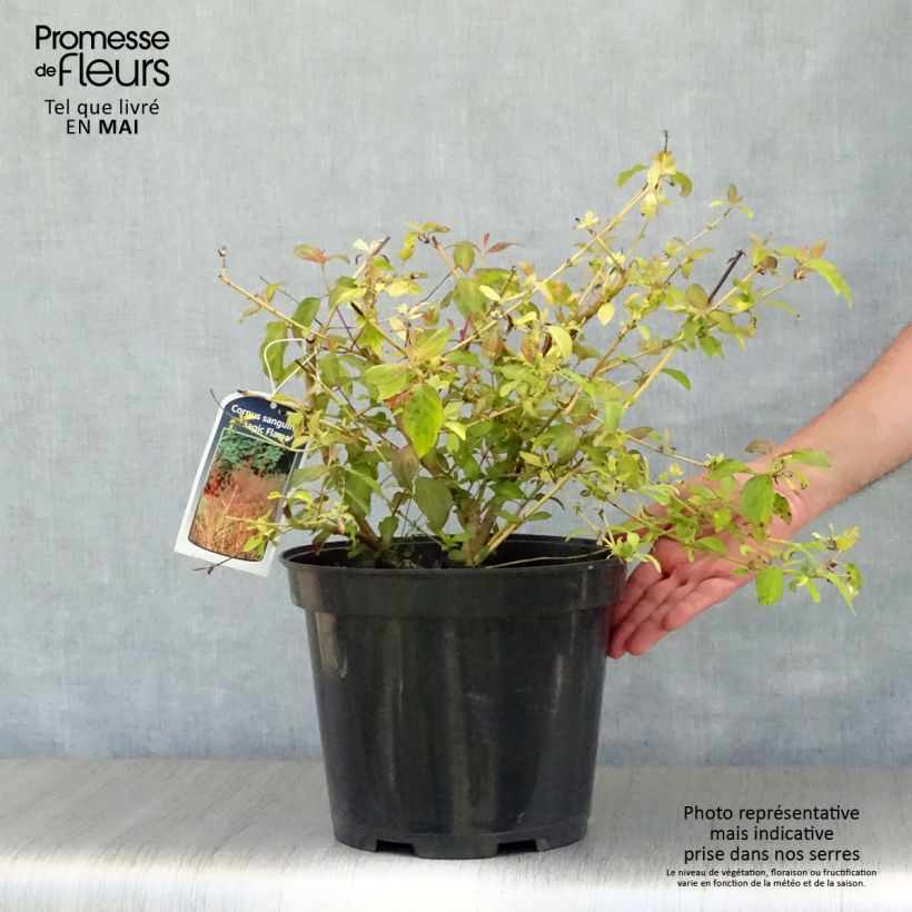Cornus sanguinea Magic Flame - Cornejo rojo Maceta 7,5L/10LAltura de entrega aprox. 50/60cm Ejemplar entregado en la primavera