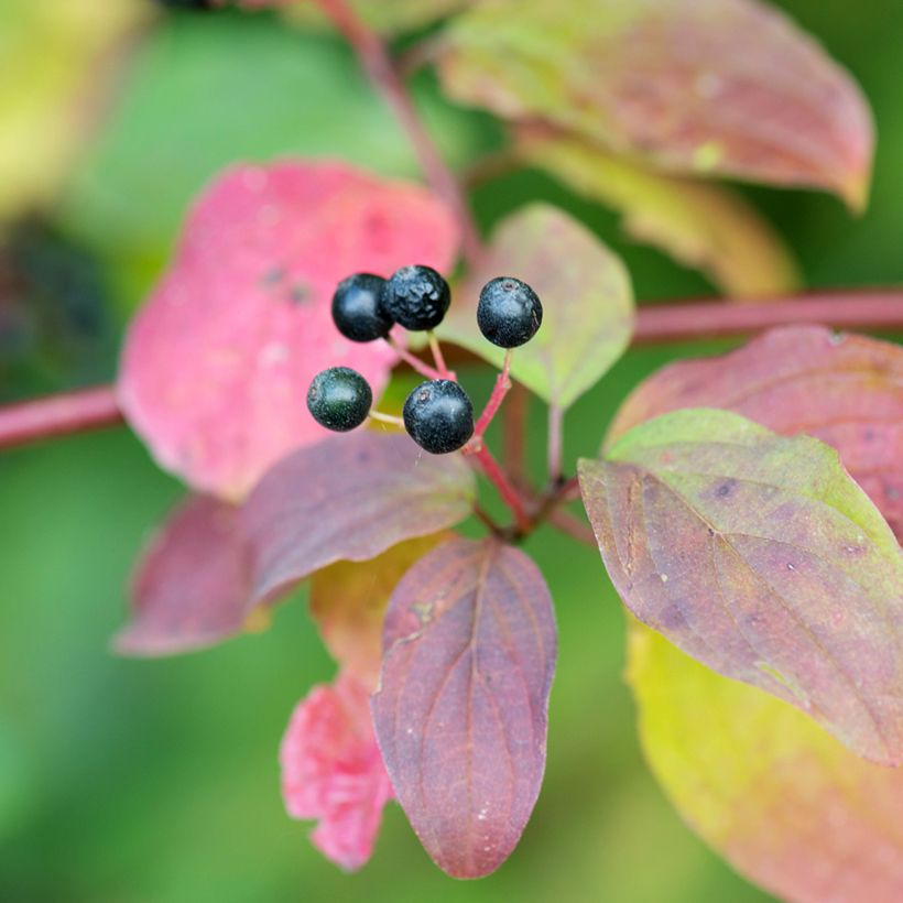 Cornus sanguinea Magic Flame - Cornejo rojo (Cosecha)