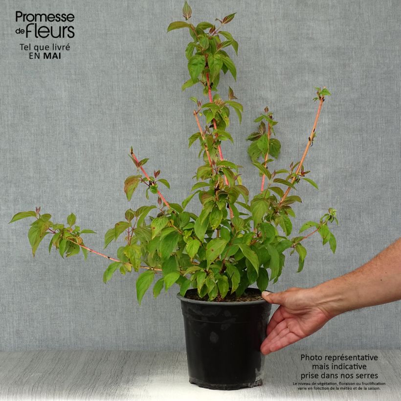 Cornus sanguinea Magic Flame - Cornejo rojo Maceta 4L/5LAltura de entrega aprox. 60/70cm Ejemplar entregado en la primavera