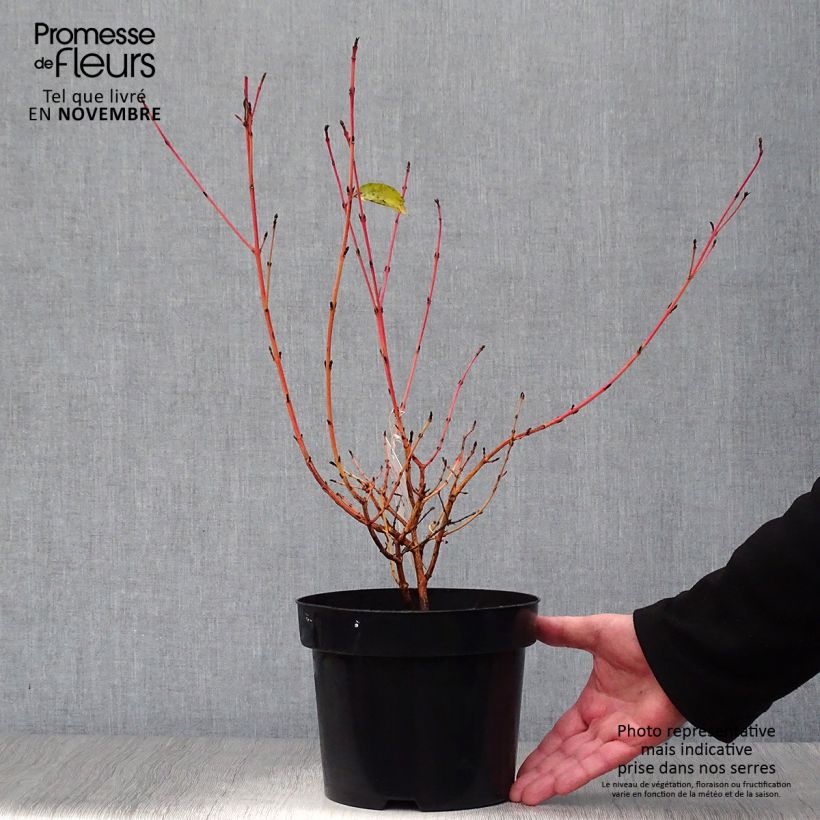 Ejemplar de Cornus sanguinea Mid Winter Fire - Cornejo rojo Maceta 2L/3L entregado en otoño