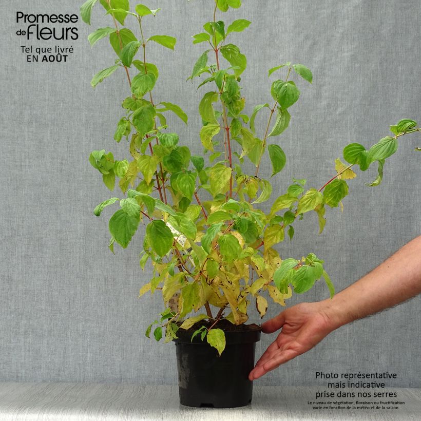 Ejemplar de Cornus sanguinea Mid Winter Fire - Cornejo rojo Maceta 2L/3LAltura de entrega aprox. 30/40cm entregado en verano