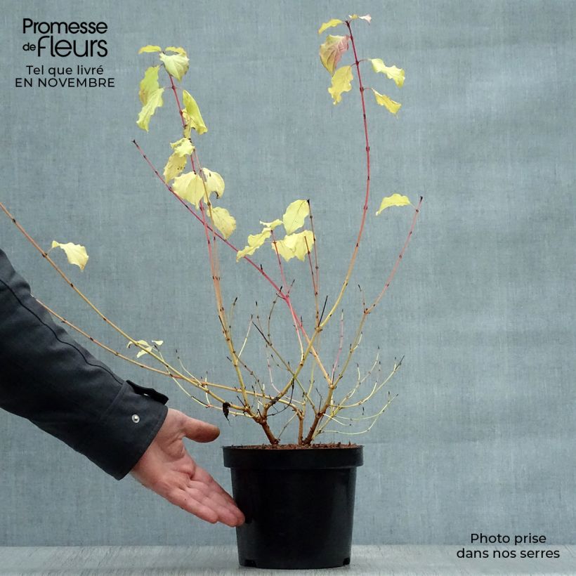 Ejemplar de Cornus sanguinea Winter Beauty - Cornejo rojo Maceta 2L/3L entregado en otoño