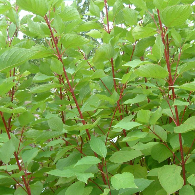 Cornus sericea Baileyi - Cornejo colorado de arroy (Follaje)