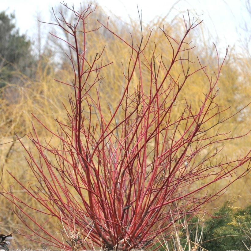 Cornus sericea Baileyi - Cornejo colorado de arroy (Porte)