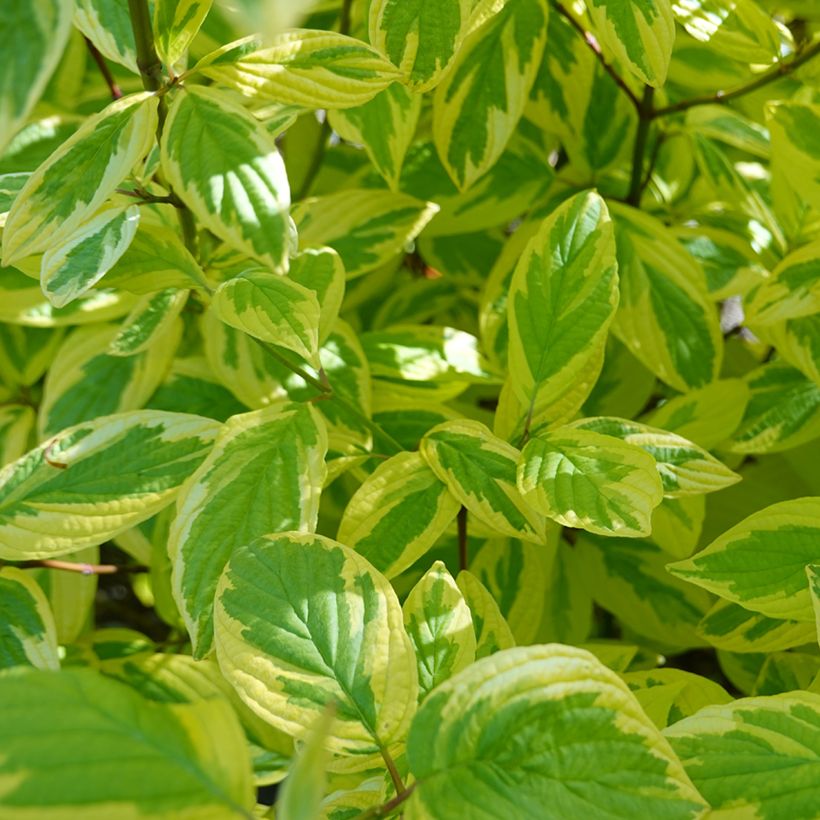 Cornus sericea Hedgerow's Gold - Cornouiller stolonifère (Follaje)