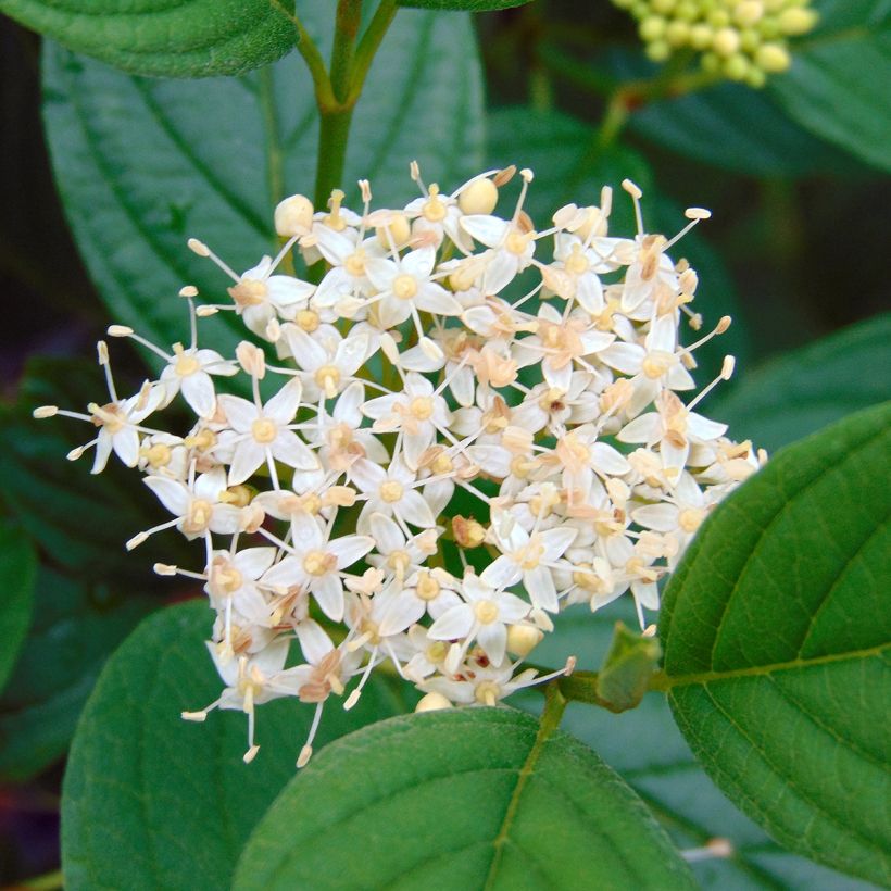 Cornus sericea Flaviramea - Cornejo colorado de arroy (Floración)