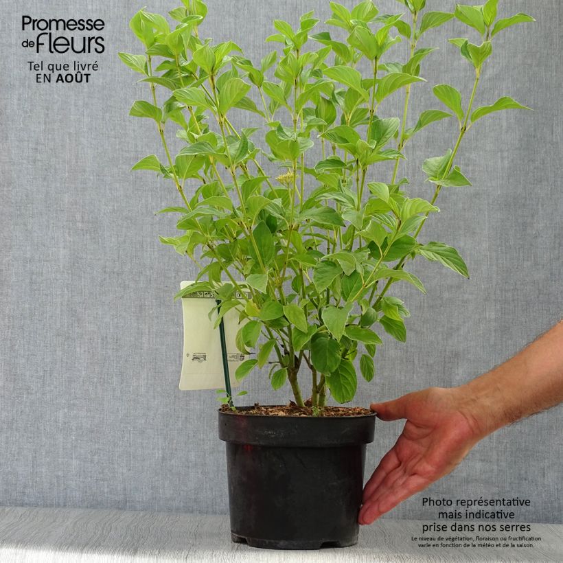 Ejemplar de Cornus sericea Flaviramea - Cornejo colorado de arroy Maceta 3L/4L entregado en verano