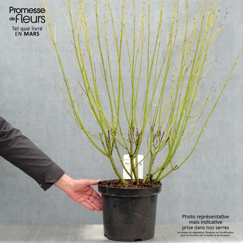 Cornus sericea Flaviramea - Cornejo colorado de arroy Maceta 7,5L/10LAltura de entrega aprox. 80/100cm Ejemplar entregado en la primavera
