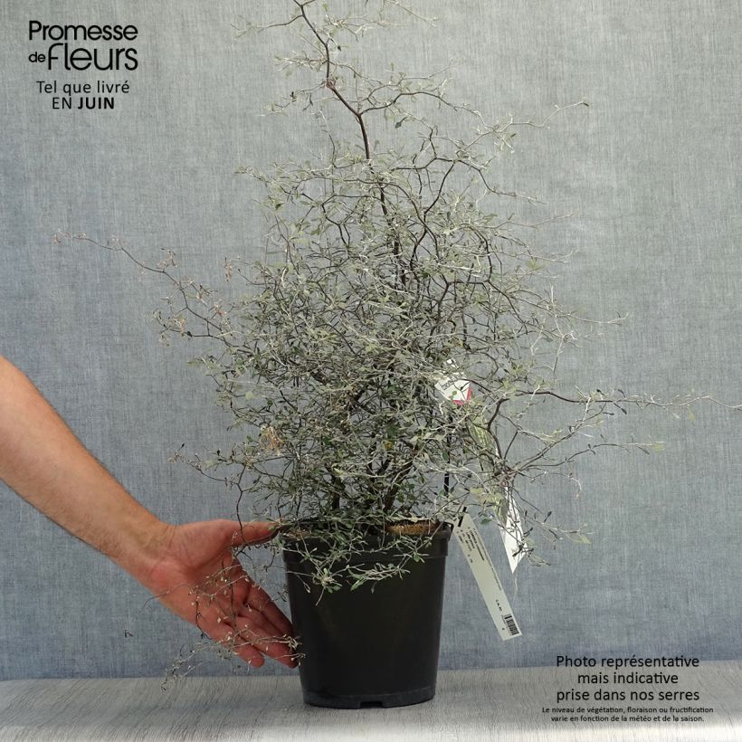 Ejemplar de Corokia cotoneaster Little prince - Corokie Pot de 4L entregado en verano