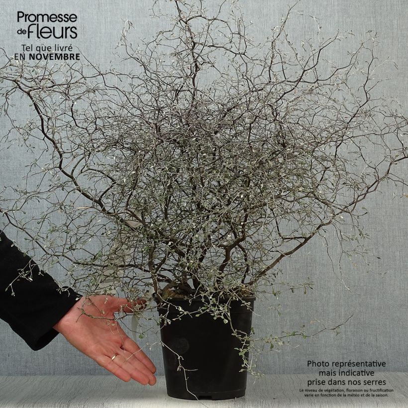 Ejemplar de Corokia cotoneaster Little prince Maceta 4L/5L entregado en otoño