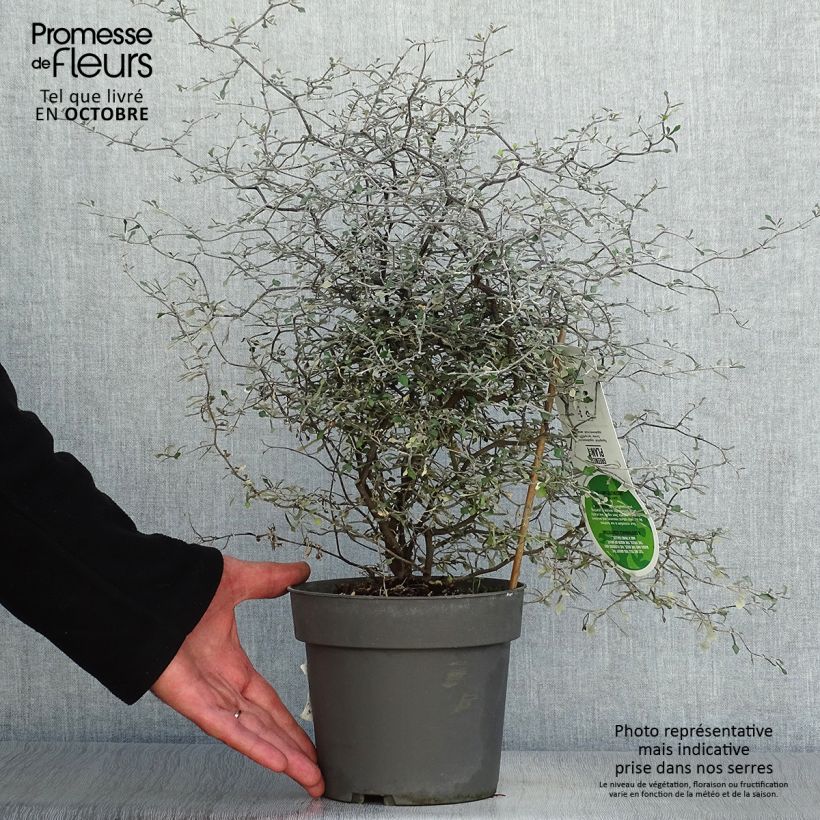 Ejemplar de Corokia cotoneaster Maceta 1L/1,5L entregado en otoño