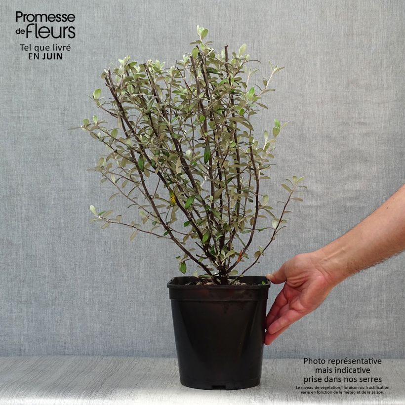 Ejemplar de Corokia virgata Frosted chocolate - Corokie Pot de 4L entregado en verano