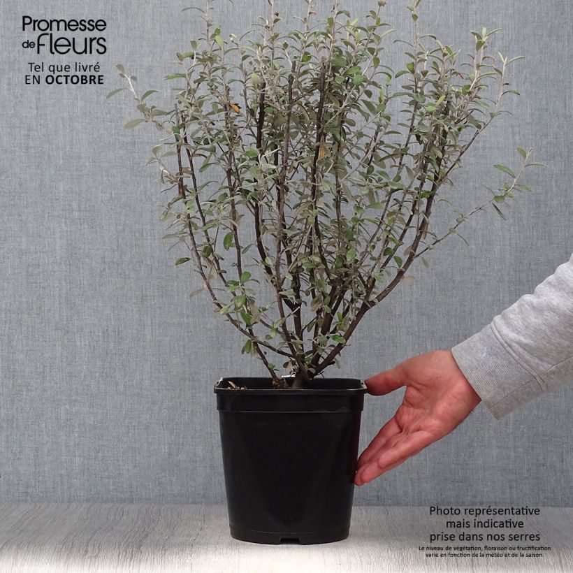Ejemplar de Corokia virgata Frosted chocolate Maceta 4L/5L entregado en otoño