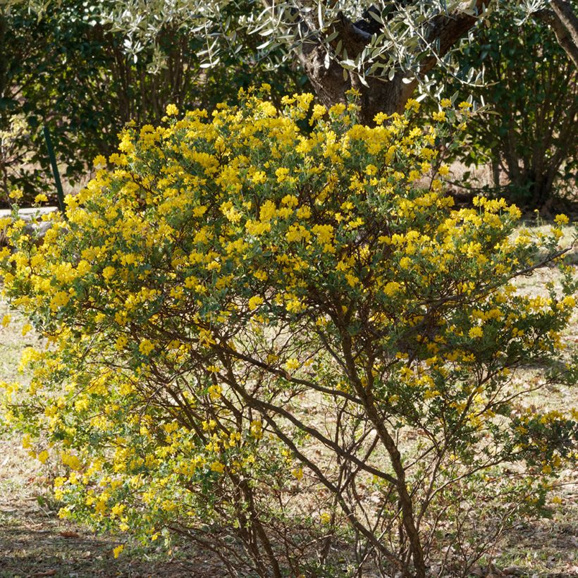 Hippocrepis emerus - Zapatitos de la Virgen (Porte)
