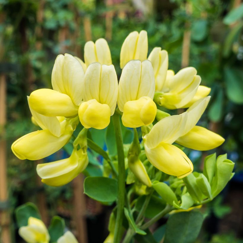 Coronilla valentina subsp. glauca Citrina (Floración)