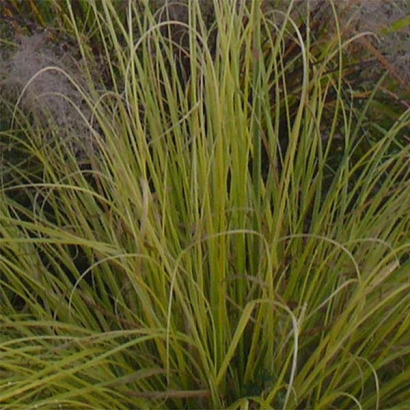 Cortaderia selloana Splendid Star (Follaje)